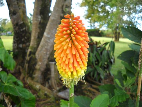time  blooming  exotic flowers  mauritius  roveme