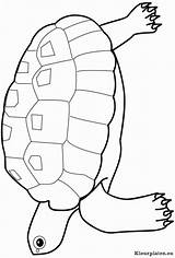 Dieren Kleurplaat Tortue Ninja Tieren Coloring Schildpad Schildkröte sketch template