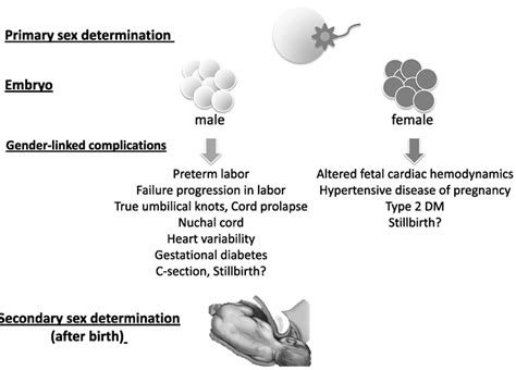 frontiers influence of sex on gestational complications fetal to