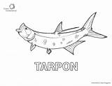 Tarpon sketch template