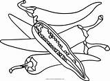 Chili Coloring Pages Getcolorings Pepper sketch template