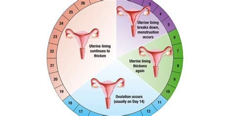 how to calculate menstrual cycle days teenage pregnancy