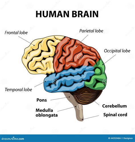 anatomy brain structure images