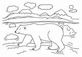 Polar Bear Coloring Pages Arctic Sheets Printable Kids Animals Template Bears Color Sheet Bestcoloringpagesforkids Habitat Ice Animal Print Tundra North sketch template