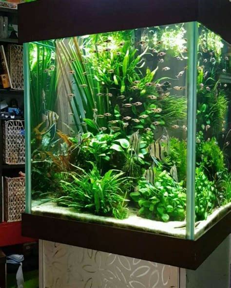 aquarium fish tank aquascape aquascaping images