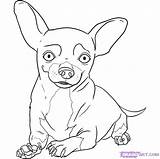 Chihuahua Coloring Pages Chiwawa Dog Draw Step Drawing Chihuahuas Kids Puppy Beverly Hills Dogs Books Happy Pugs Girls Getdrawings Print sketch template