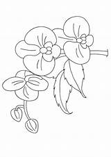 Coloring Pages Orchid Orchids Lily Flowers Different Parentune Worksheets Printable Books Categories Similar sketch template