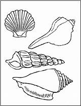 Coloring Seashell Pages Printable Kids Shells Sea Shell Seashells Beach sketch template