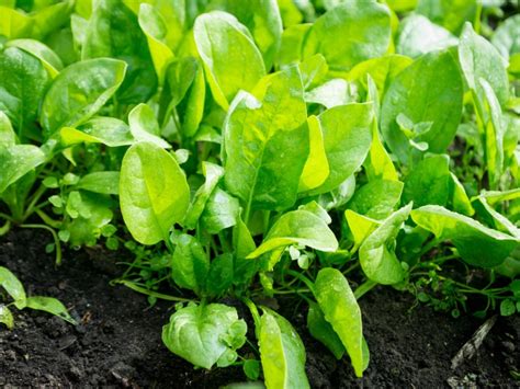 issues  spinach   avoid spinach diseases  pest problems