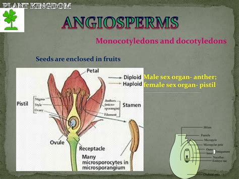 ppt algae bryopytes pteridophytes gymnosperms and angiosperms