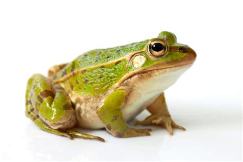 frog stock photo  image  istock