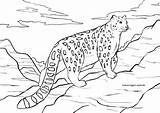 Schneeleopard Malvorlage Raubkatzen Wilde Malvorlagen Wildtiere sketch template