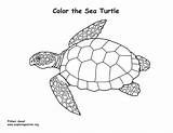 Turtle Sea Coloring Loggerhead Pdf Drawing Support Getdrawings Coloringnature sketch template
