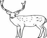 Deer Sika sketch template