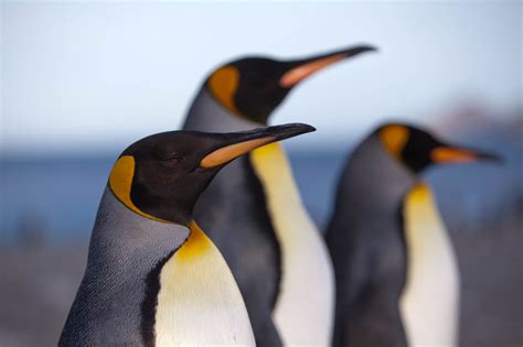search   emperor penguin    wednesday december