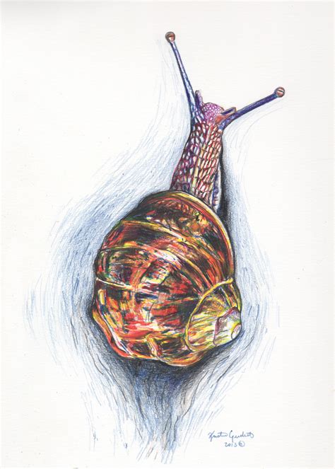 realistic snail drawing  paintingvalleycom explore collection  realistic snail drawing