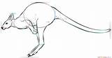 Draw Kangaroo Hopping Drawing Step Tutorials Mouse Cartoon sketch template