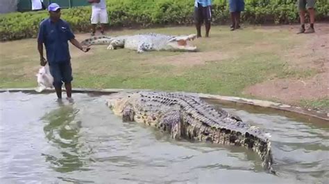 Big Crocodile Papua New Guinea Youtube