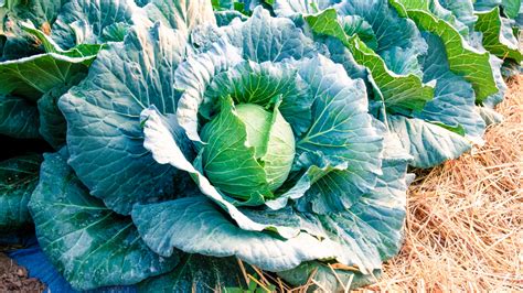 grow cabbage cabbage gardening blog gardening tips