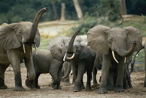 More Bad News For Africa’s Elephants A Super Slow Reproduction Rate