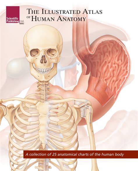 illustrated atlas  human anatomy scientific publishing