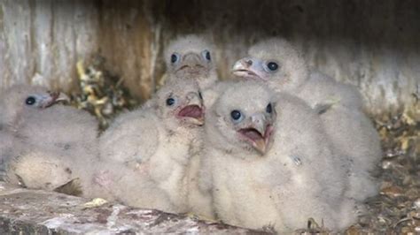 peregrine falcon chicks recorded in hampshire bbc news