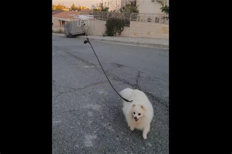 cyprus man   drone  walk  dog  coronavirus lockdown