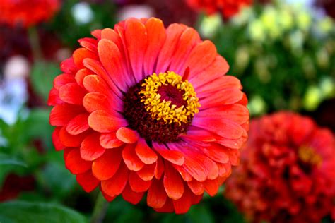 july  weekend plant  zinnias  long lasting color  deck
