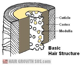 hair structure diagrams  function   hair shaft layers