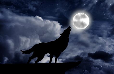 wolf howling   full moon nocturnal lives