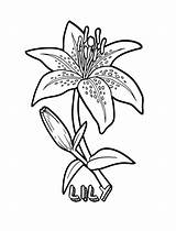 Coloring Pages Flower Printable Lily Kids sketch template