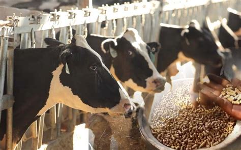 feed fodder  feed  milk  year