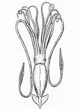 Calamaro Calamar Tintenfisch Pieuvre Inktvis Malvorlage Educima Educolor Große Ausmalbild Schulbilder Coloriages Schoolplaten Scarica sketch template