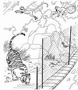 Tiger Coloring Pages Zoo Printable sketch template