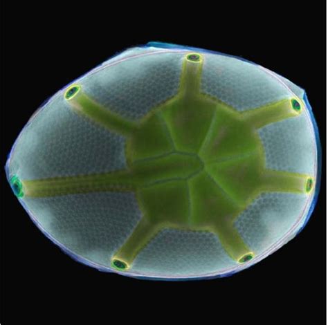 电子显微镜下的远古细胞：直径仅50微米似嘴唇 2 科学探索 科技时代 新浪网