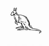 Kangaroo Coloring Pages Printable Kids Animalplace sketch template