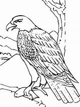 Eagle Coloring Clip Bald Book Vector 42kb Svg Drawing sketch template