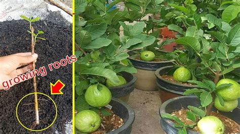 Guava Cuttings Tutorial For Fast Growing 100 Roots Only 4 8 Weeks