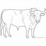 Bull Coloring Pages Bulls Printable sketch template