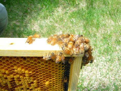 loris garden time  check  bee hive