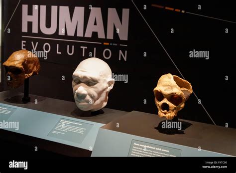 Human Evolution Gallery At The Natural History Museum In London United