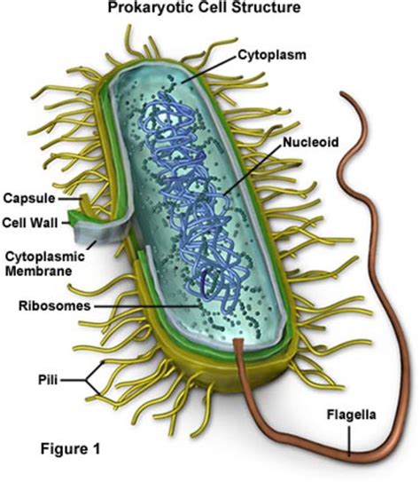 bacterial intracellular structures  give bacteriaprokaryotes