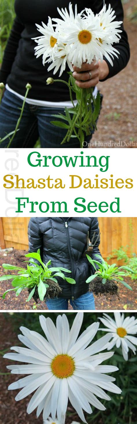 growing shasta daisies  seed   dollars  month