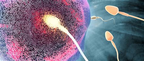 preventing sperm s ‘power kick could be key to unisex