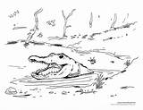 Alligator Cajun Swamp Habitat Cowboys Coloringhome sketch template