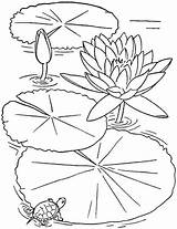 Lotus Flower Coloring Printable Pages Getcolorings Color sketch template