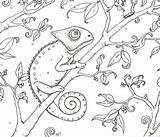 Chameleon Colorare sketch template