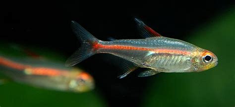 tetra fish care breedingfeedingdiseases