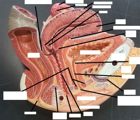 print activity 3 gross anatomy of the human reproductive system and identifying female