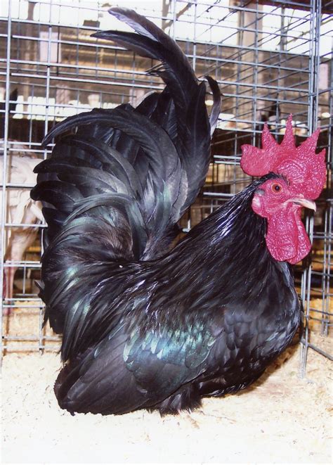 Black Japanese Bantam Chickens For Sale Cackle Hatchery